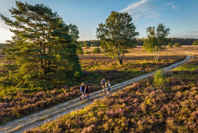Wandern in der Heide, © Lüneburger Heide GmbH, Dominik Ketz