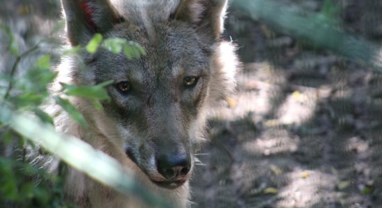 Das Wolfcenter Dörverden freut sich auf große und kleine Gäste!, © Mittelweser-Touristik GmbH