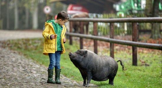 Kind mit Schwein , © TMN/Christian Bierwagen