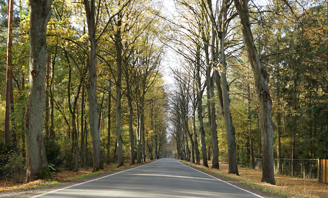 Allee mit Winter-Linden an der Brokeloher Straße, © Lotte Niemeyer