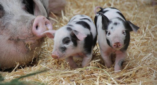 Nachwuchs bei den Bunten Bentheimer Schweinen, © Erlebnis-Zoo Hannover