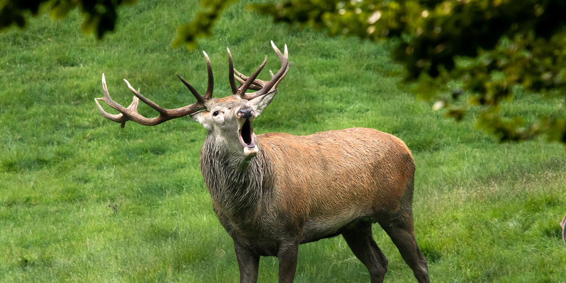Rotwild röhrend im Wildpark Schwarze Berge, © Wildpark Schwarze Berge