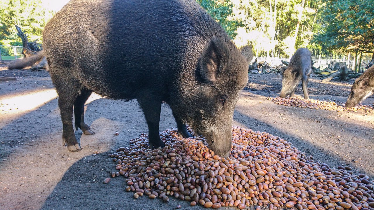 Wildschwein freut sich über Kastanien, © Wildpark Münden