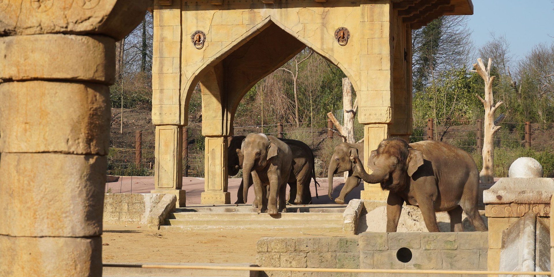 Grosses Trompeten beim Einzug, © Erlebnis-Zoo Hannover