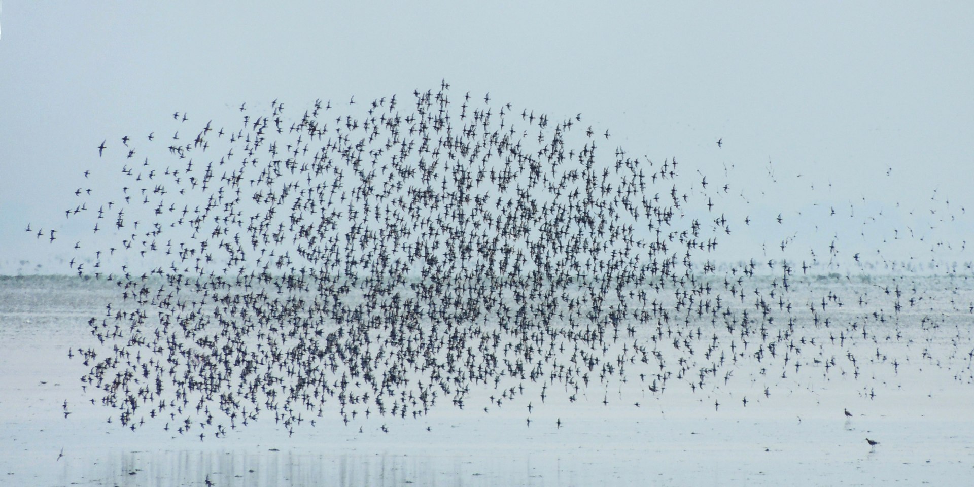 Vogelschwarm auf Juist, © Thomas Wesseler