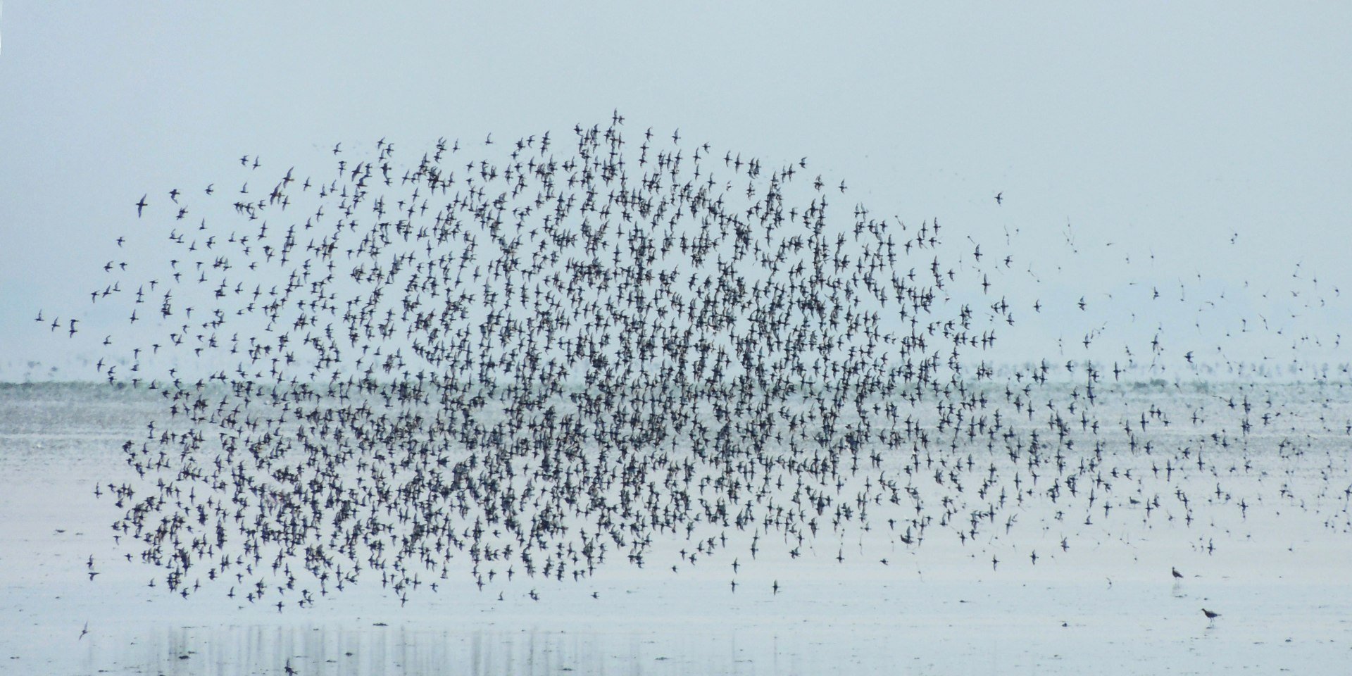 Vogelschwarm auf Juist, © Thomas Wesseler