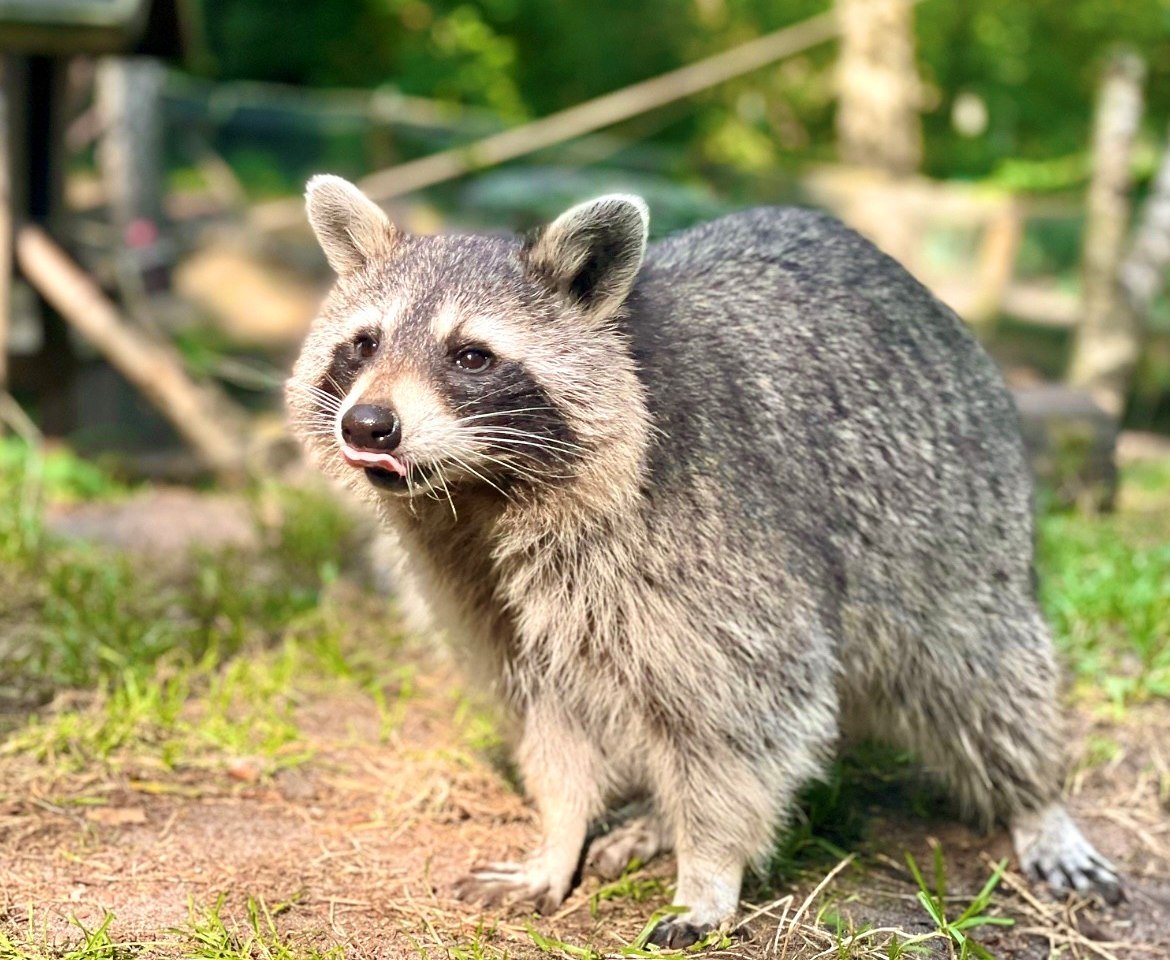 Waschbär, © Wildpark Müden