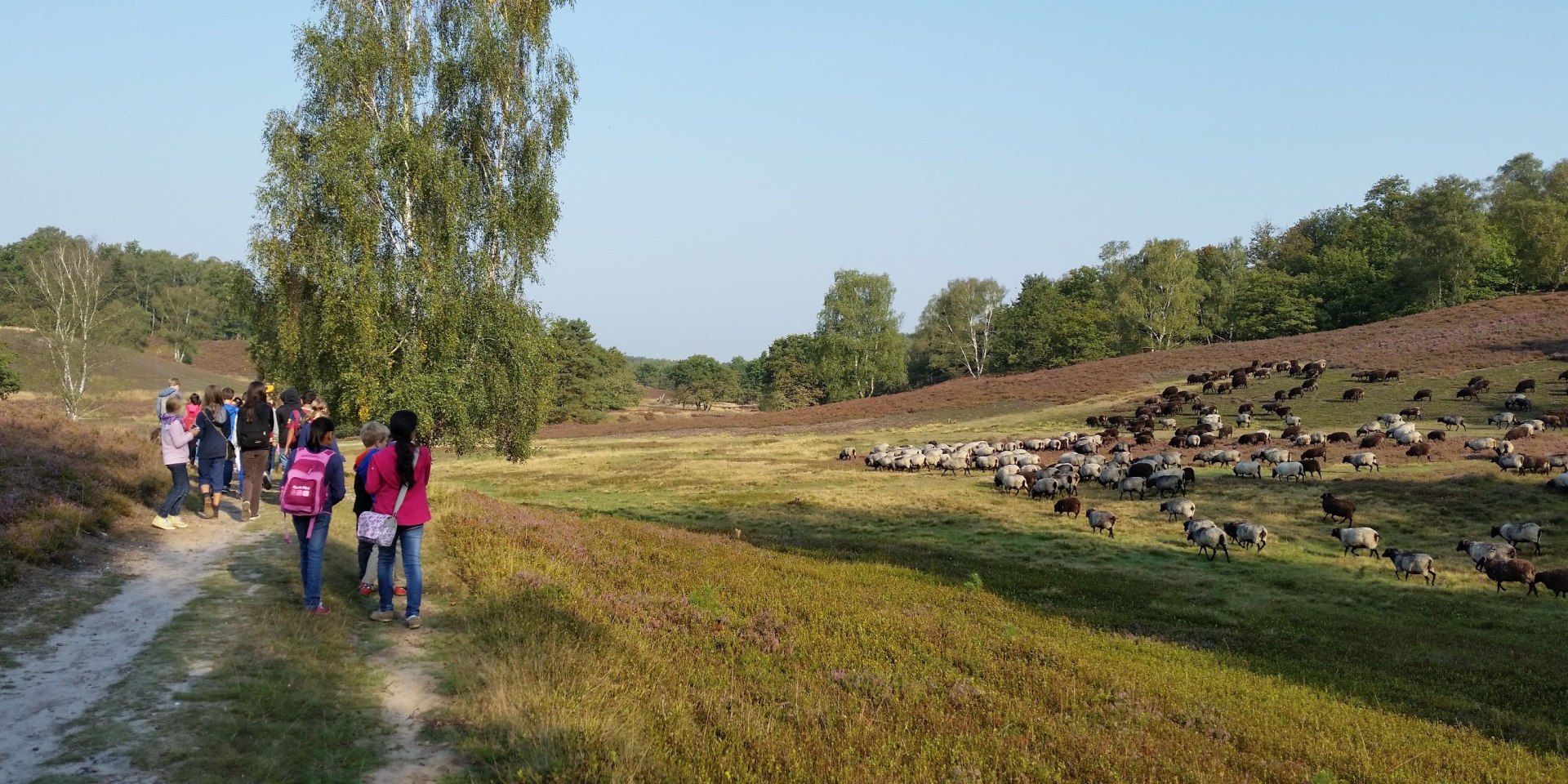 Fischbeker Heide, © Loki Schmidt Stiftung