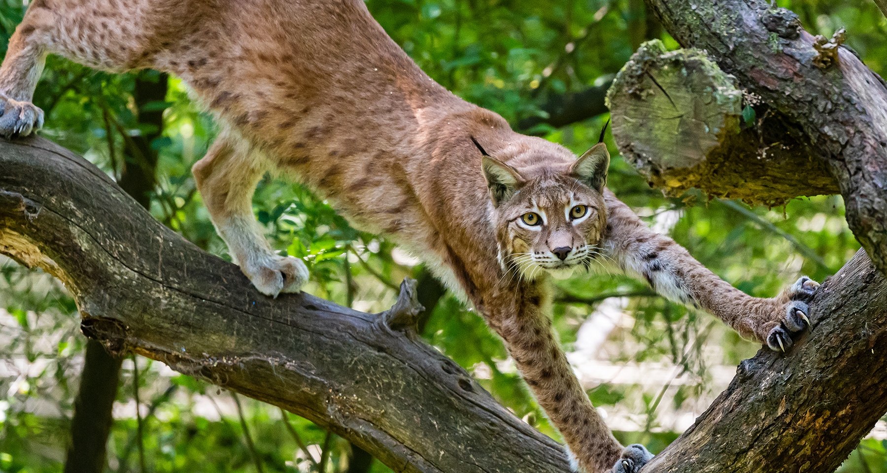 Luchs im Wildpark, © Wildpark Schwarze Berge GmbH &amp; Co. KG