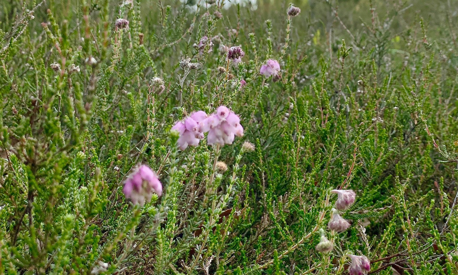 Glockenheide im Wacholderwald , © Lüneburger Heide GmbH 