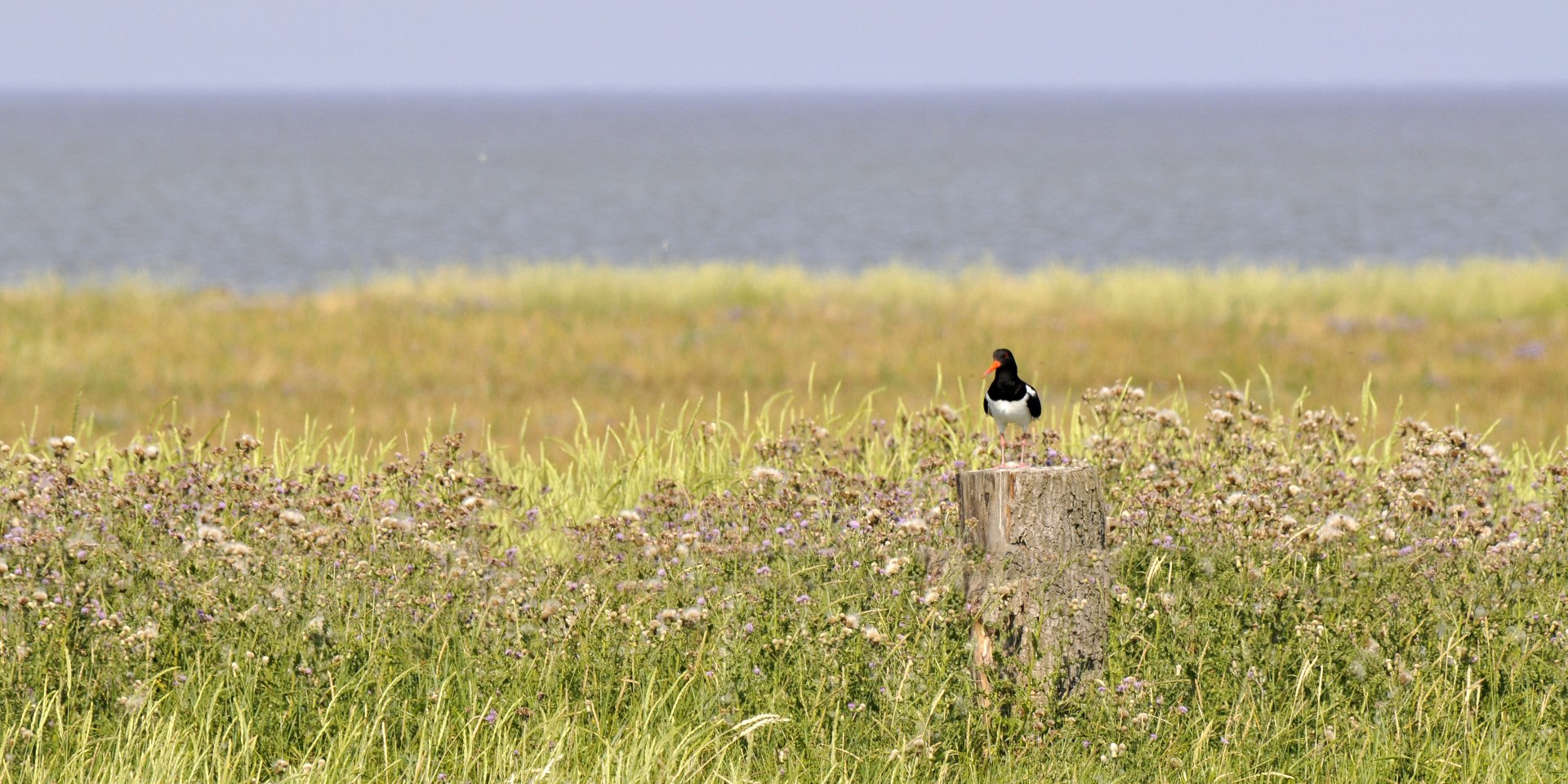 Ein Austernfischer rastet in einer Salzwiese, © Beate Ulich, Die Nordsee GmbH