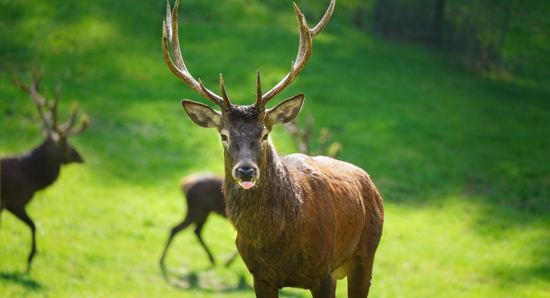 Brunftzeit im Wildpark Schwarze Berge, © K. Bugenhagen 