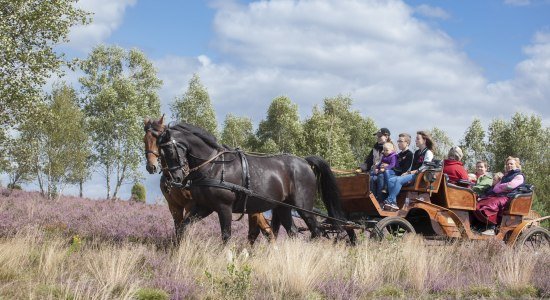 ErlebnisCard Lüneburger Heide bietet unter anderem Vergünstigungen bei Aktivitäten wie Kutschfahrten, © Bispingen Touristik ErlebnisCard Lüneburger Heide bietet unter anderem Vergünstigungen bei Aktivitäten wie Kutschfahrten, © Bispingen Touristik