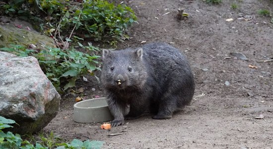 Darf es sich schmecken lassen - Wombat Maya, © Erlebnis Zoo Hannover