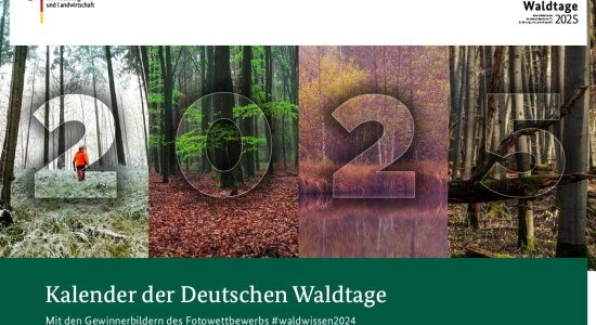 Waldvielfalt, © FNR