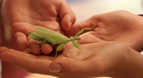 Wandelndes Blatt hautnah, © Zoo Hannover gGmbH