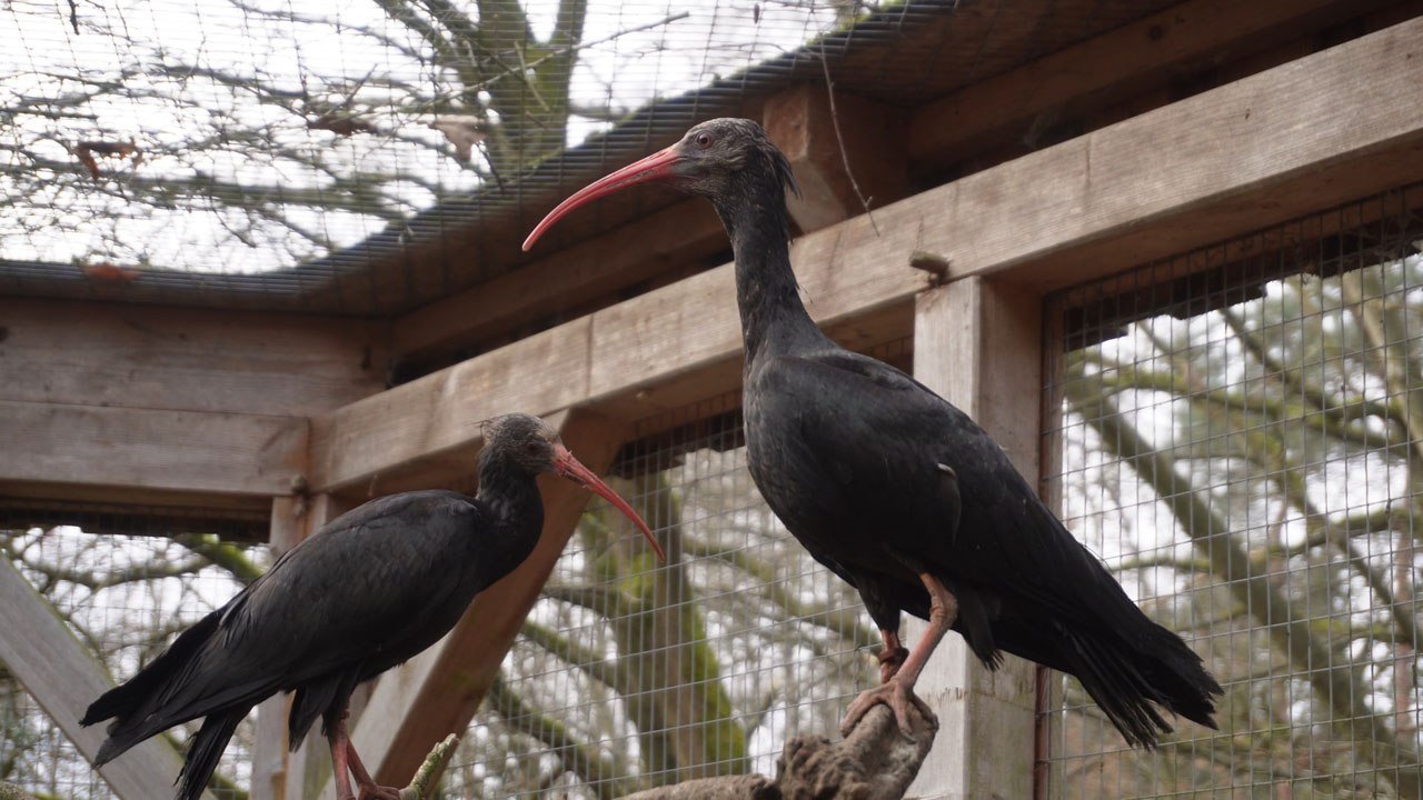 Waldrapp im Wildpark Müden, © Wildpark  Müden