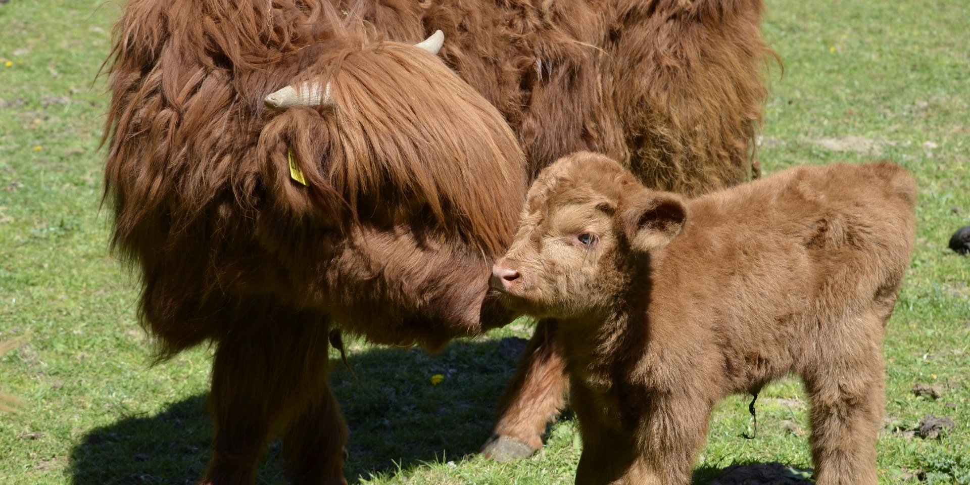 Schottennachwuchs Zottel im Wildpark Schwarze Berge, © Wildpark Schwarze Berge
