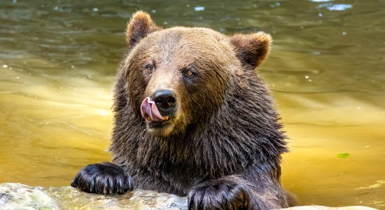Braunbär beim Baden, © T. Schomers,  Wildpark Schwarze Berge