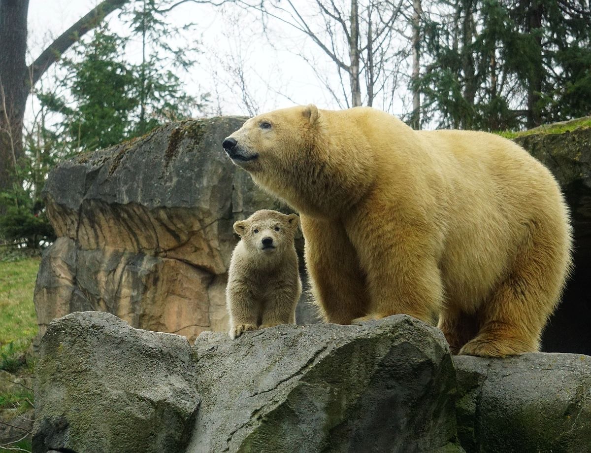 Erster Ausflug vom Eisbärnachwuchs im Erlebnis-Zoo Hannover, © 2020 Erlebnis-Zoo Hannover