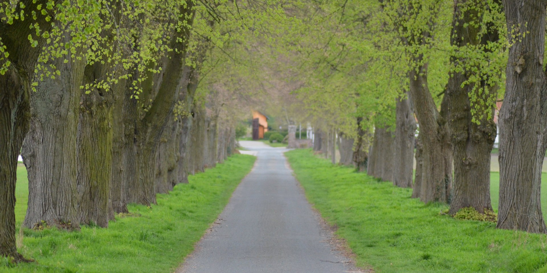 Lindenallee, © Reinhard Bartels