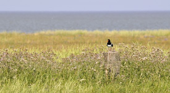 Ein Austernfischer rastet in einer Salzwiese, © Beate Ulich, Die Nordsee GmbH Ein Austernfischer rastet in einer Salzwiese, © Beate Ulich, Die Nordsee GmbH