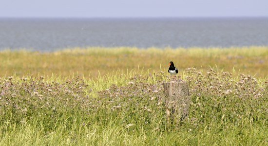 Ein Austernfischer rastet in einer Salzwiese, © Beate Ulich, Die Nordsee GmbH