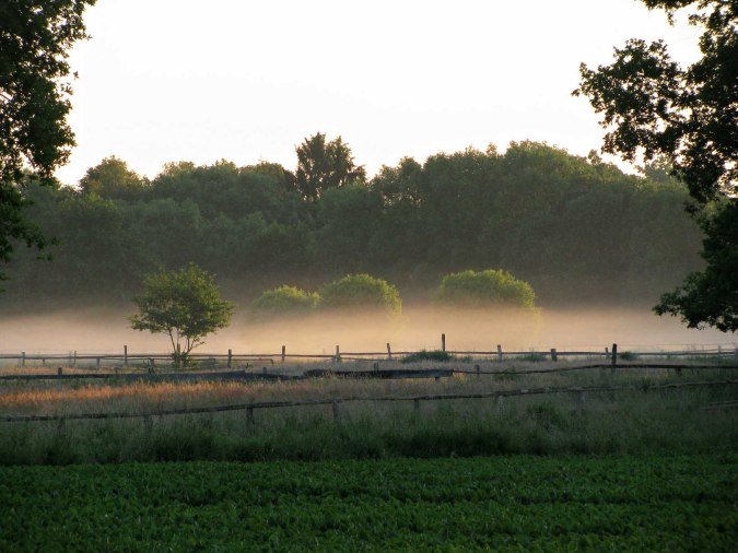 Wiesen und Wälder im Elbe-Wendland