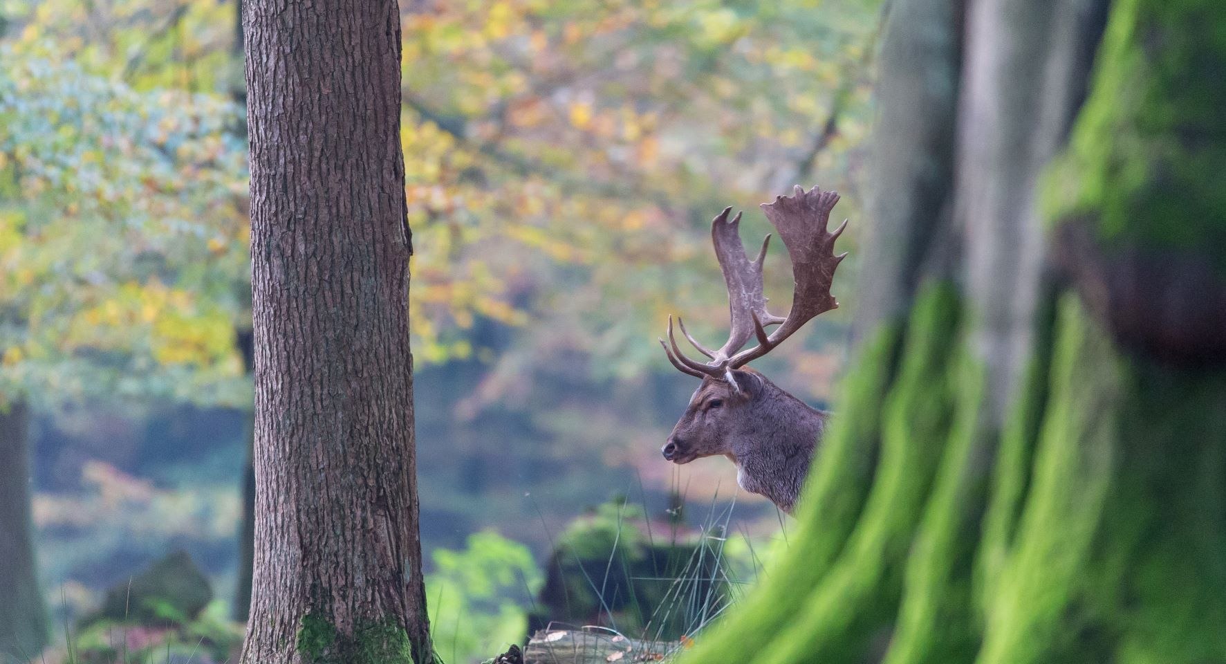 Hirsch , © Jürgen Borris