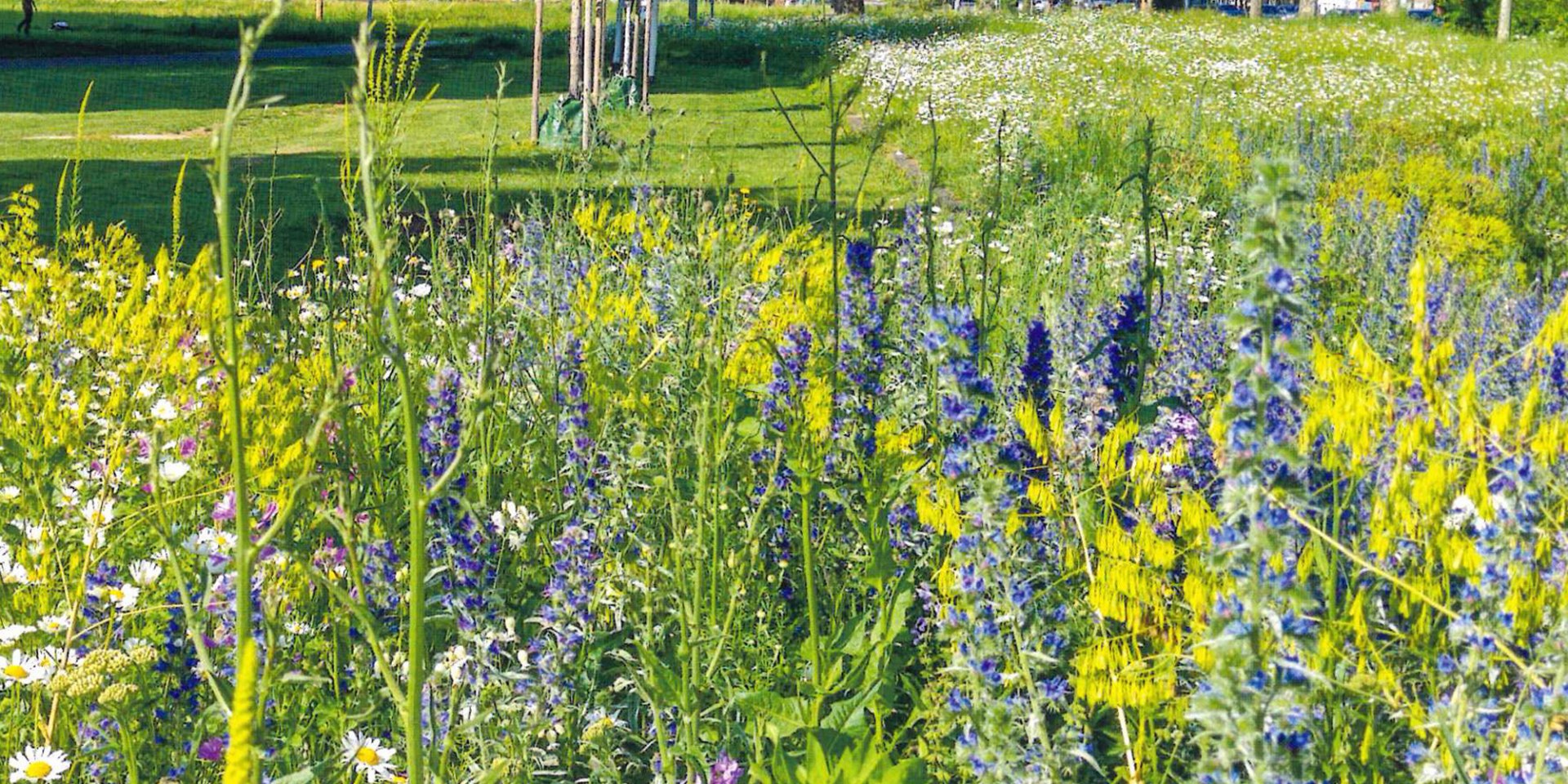 Braunschweiger Wildbienenmischung: ein farbenfrohes Paradies für Wildbienen, © Rieger-Hofmann GmbH