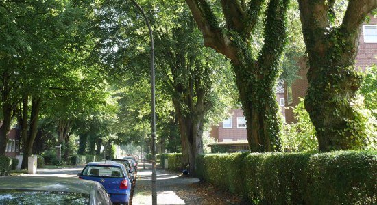 Die Linden-Allee in der Störtebekerstraße, Wilhelmshaven, © Katharina Dietrich Die Linden-Allee in der Störtebekerstraße, Wilhelmshaven, © Katharina Dietrich