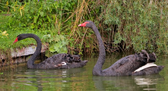 Trauerschwäne Victoria und Albert auf dem Osterbergsee, © LAGA/Terhorst