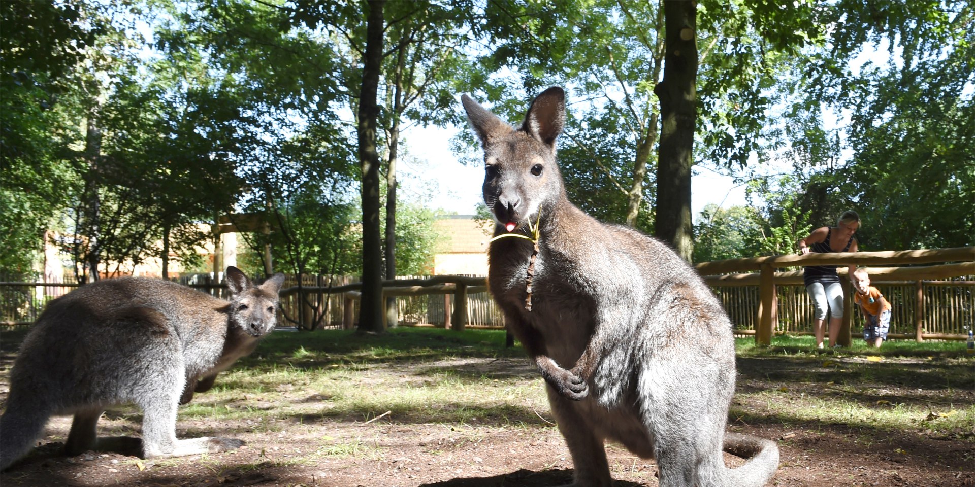 Neuer Känguru-Pfad im Serengeti-Park, © Serengeti-Park Hodenhagen GmbH 