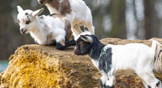 Ziegennachwuchs, © Wildpark Müden GmbH