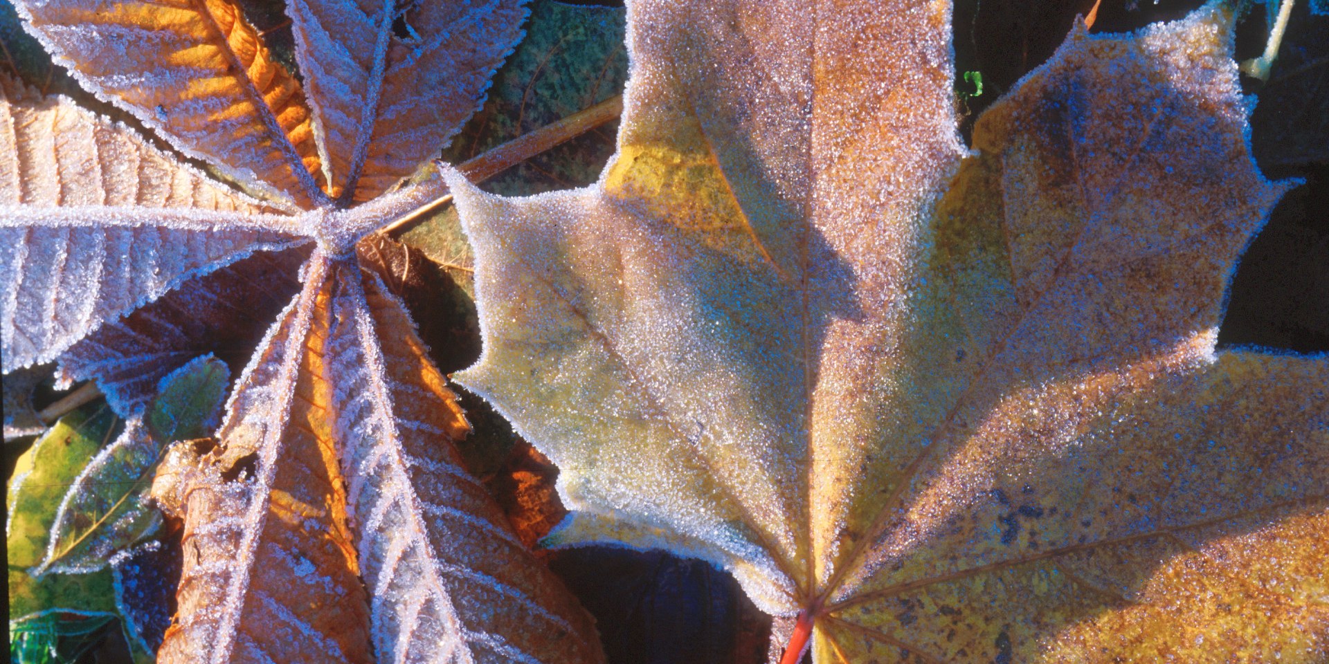 Herbst im Wald bei Hohegeiß, © TMN/J. A. Fischer Herbst im Wald bei Hohegeiß, © TMN/J. A. Fischer