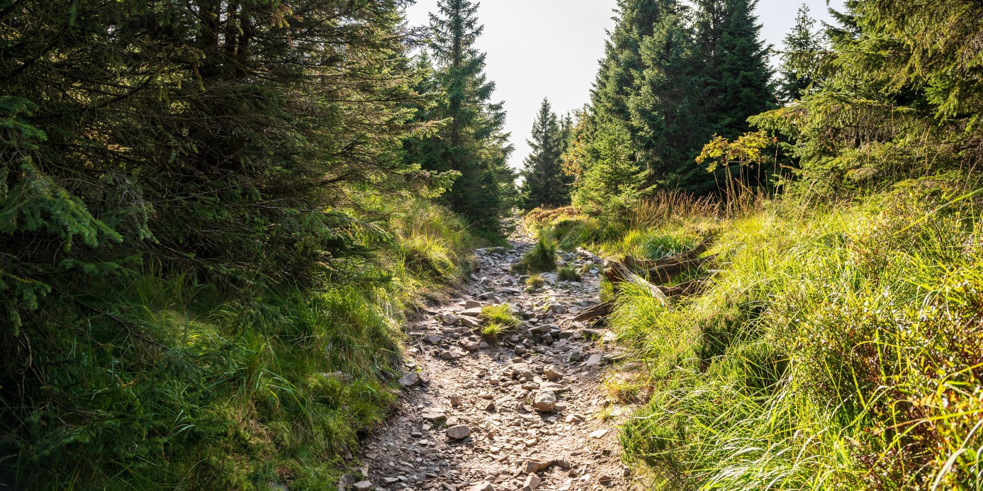 Harz, © TMN/ Markus Tiemann