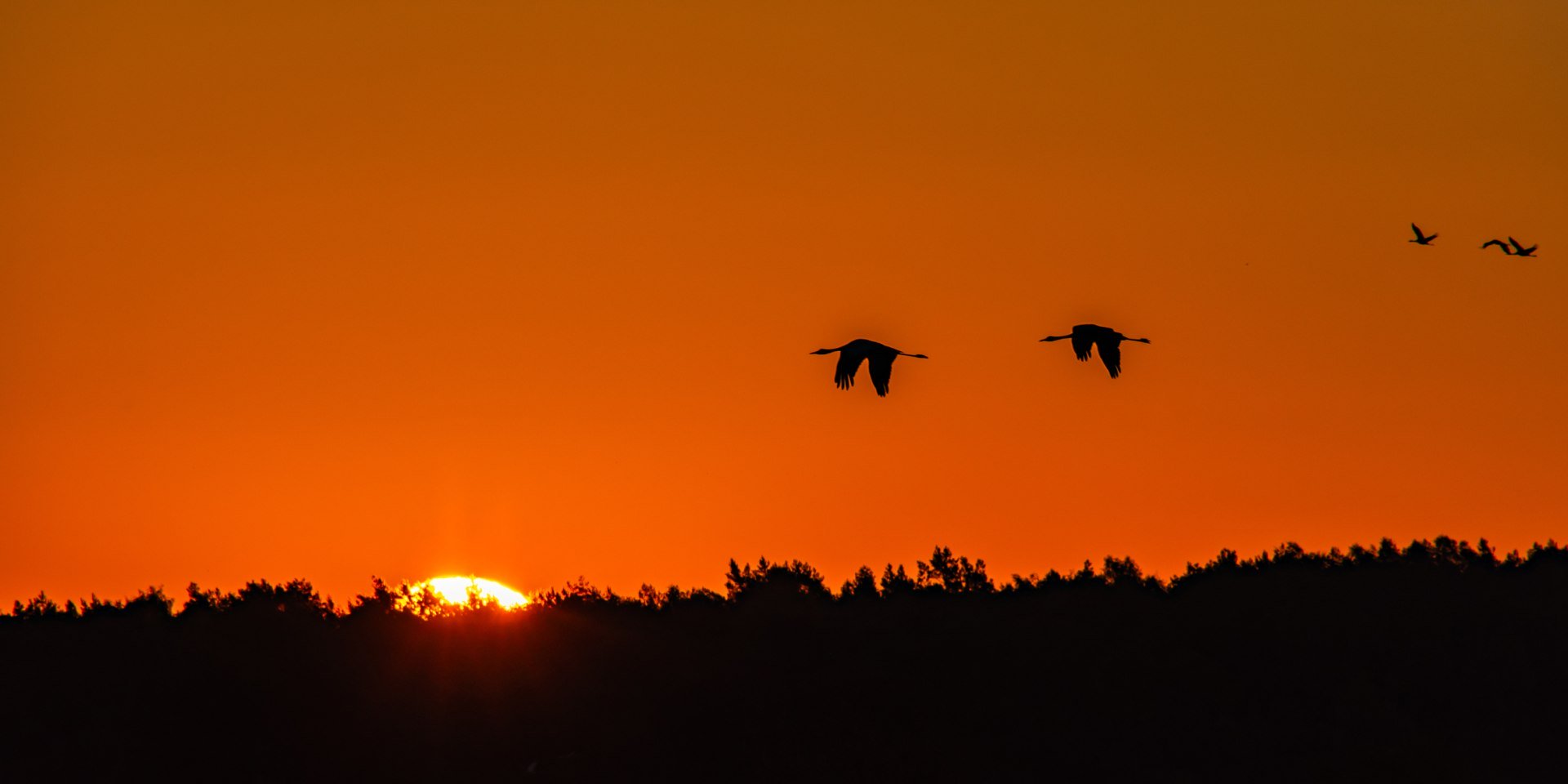 Kranichflug über das Bauernmoor, © Björn Wengler