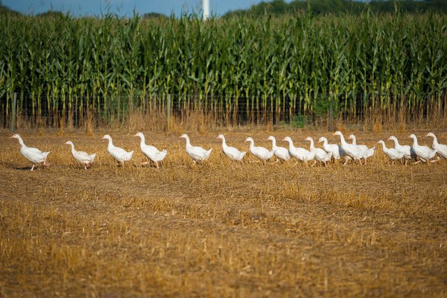 Die Gänse, © Claßen Gänsezucht