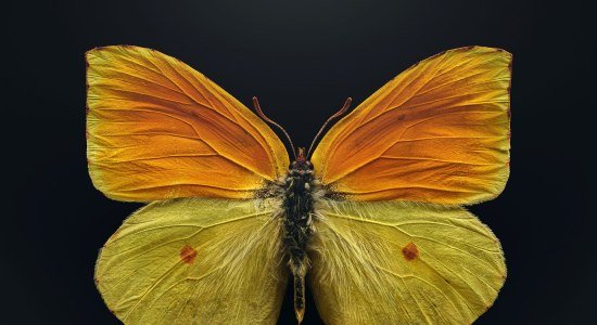 Der vom Aussterben bedrohte Schmetterling (Gonepteryx maderensis), gemeinhin als Madeira-Zitronenfalter bezeichnet, lebt in den Bergen der Madeira-Inseln. Als Raupen ernähren sie sich von einer einzigen Baumart, die ihrerseits durch eine invasive Pflanzenart bedroht ist., © Levon Biss Der vom Aussterben bedrohte Schmetterling (Gonepteryx maderensis), gemeinhin als Madeira-Zitronenfalter bezeichnet, lebt in den Bergen der Madeira-Inseln. Als Raupen ernähren sie sich von einer einzigen Baumart, die ihrerseits durch eine invasive Pflanzenart bedroht ist., © Levon Biss
