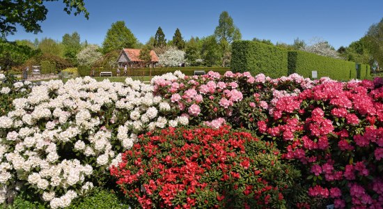 Park der Gärten Rhodendron , © Park der Gärten gGmbH / Hans Jürgen Zietz