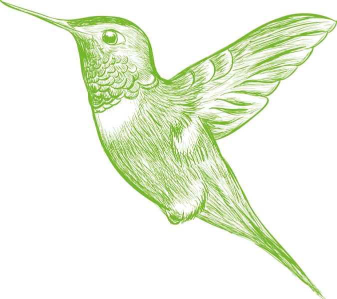 Zeichnung Kolibri