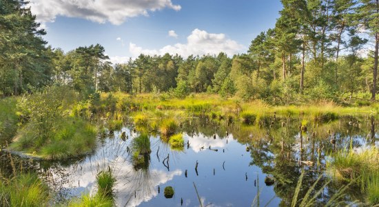 Noordpad DörtMoor GrootWitMoor, © Karl-Georg-Müller alias Der Schlenderer