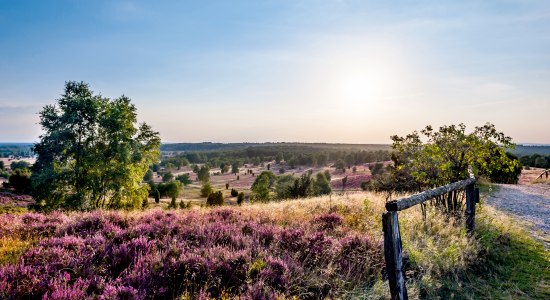 Wilseder Berg in der Lüneburger Heide, © Lüneburger Heide GmbH / Markus Tiemann