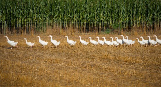 Die Gänse, © Claßen Gänsezucht