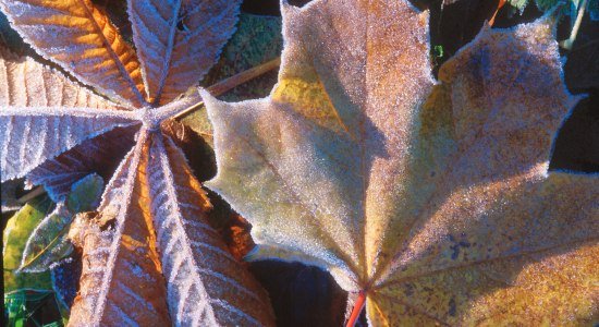 Herbst im Wald bei Hohegeiß, © TMN/J. A. Fischer Herbst im Wald bei Hohegeiß, © TMN/J. A. Fischer