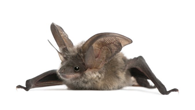 Fledermaus