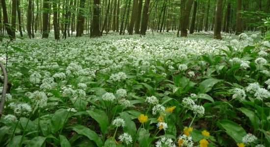 Bärlauchblüte im Nationalpark Harz, © Jürgen Rebentisch Bärlauchblüte im Nationalpark Harz, © Jürgen Rebentisch