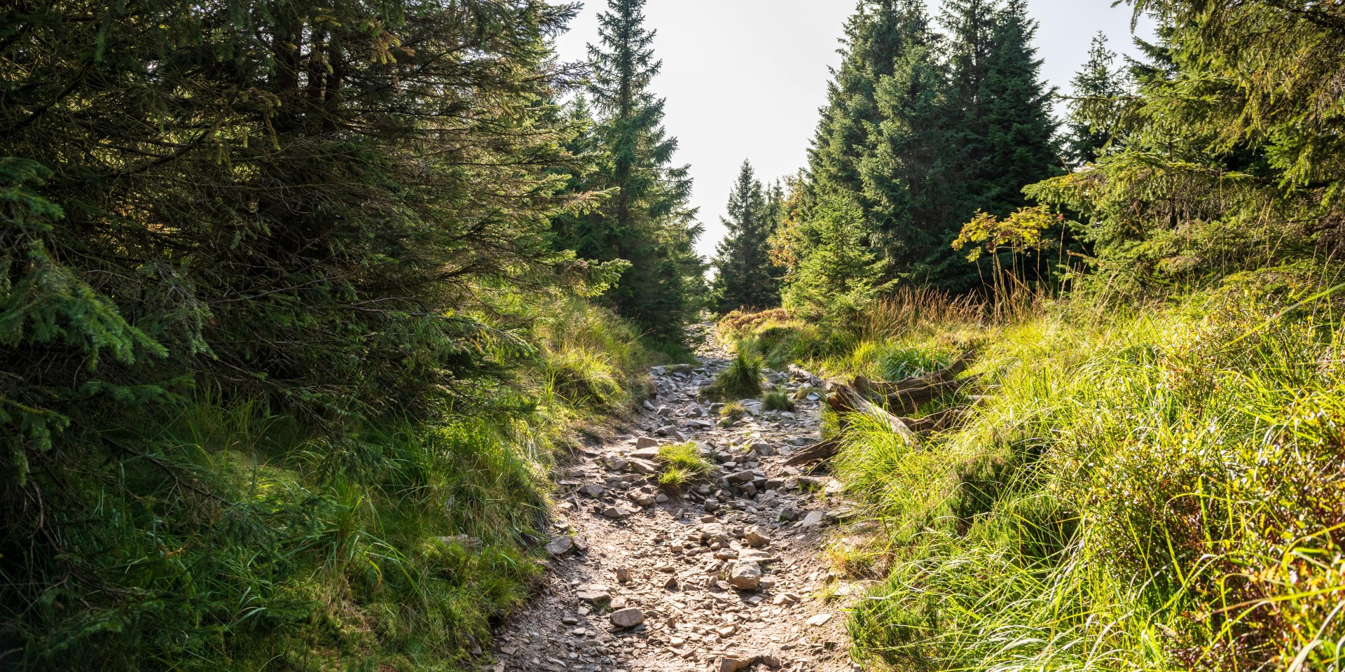 Wanderweg Harz, © Foto: M. Tiemann