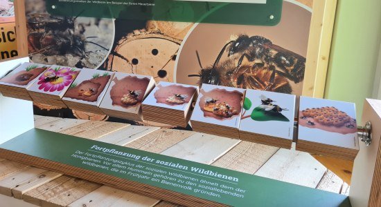 Fortpflanzung der Wildbienen, © LandPark Lauenbrück