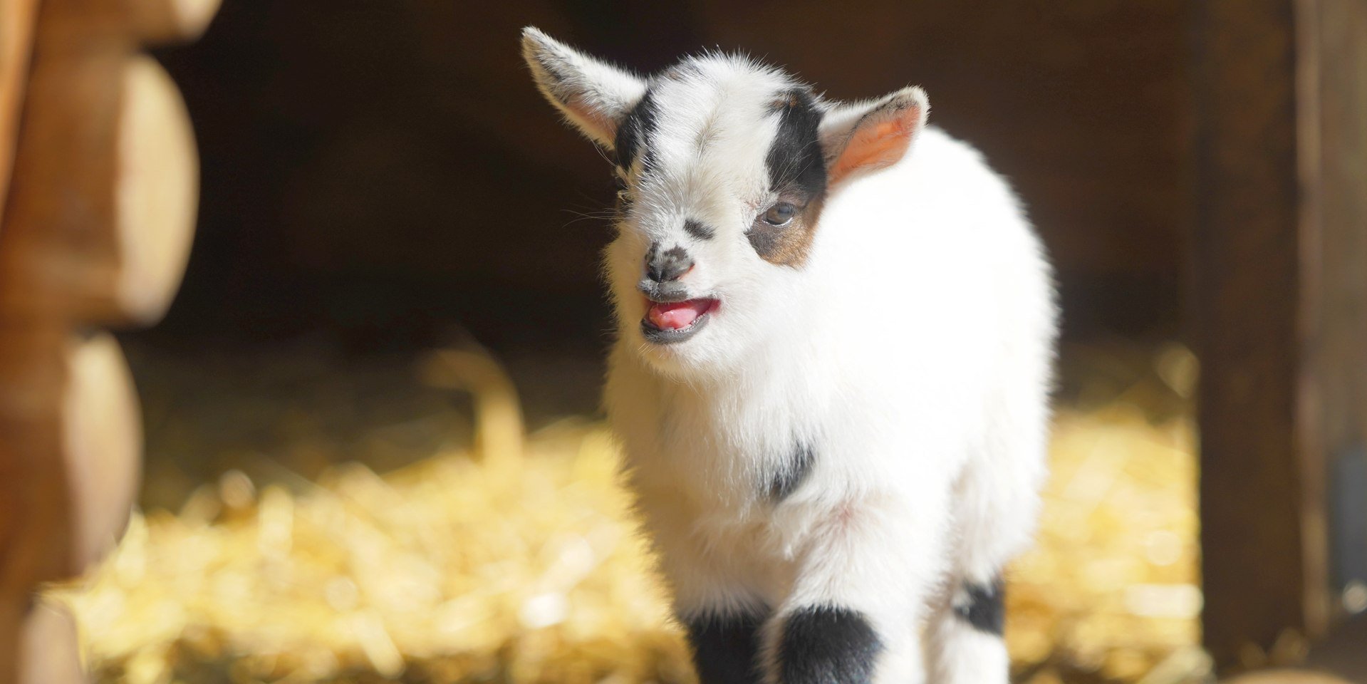 Streichelzoo Wildpark, © Wildpark Schwarze Berge Streichelzoo Wildpark, © Wildpark Schwarze Berge